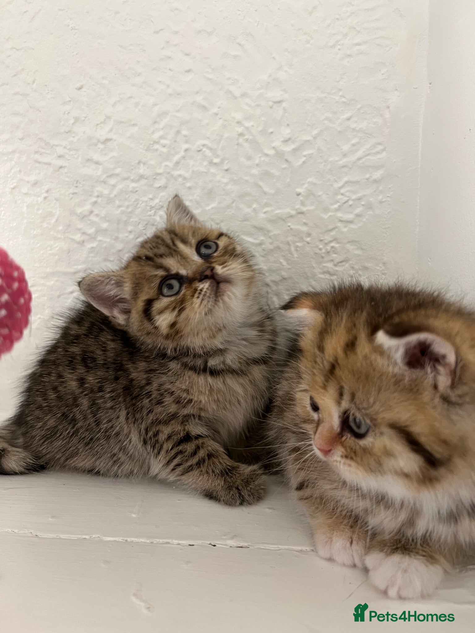 Scottish Fold cats 🥰Purebred Scottish folds looking for parents🐾 - Advert 4