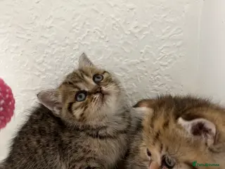 Scottish Fold cats 🥰Purebred Scottish folds looking for parents🐾 - Advert 4