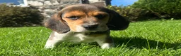 Beagle dogs for sale: Beautiful Pedigree Beagle Puppies, Ready Now  - Advert 9