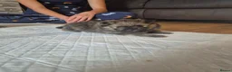 Pomeranian dogs for sale: 1 beautiful pomeranian boy  - Advert 35