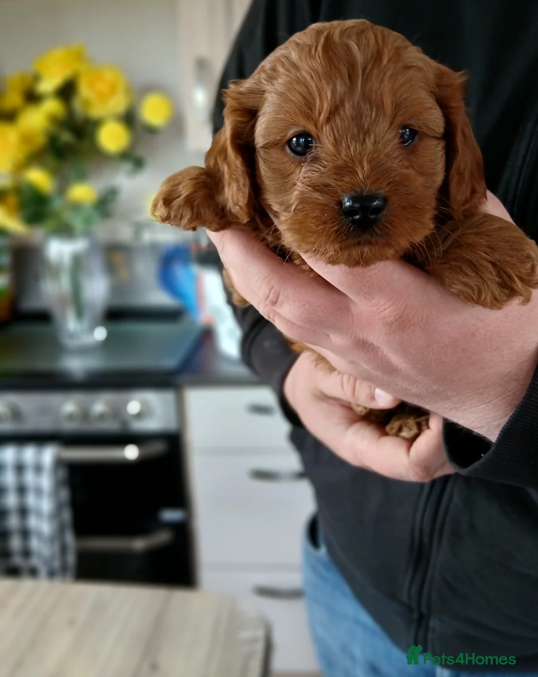 Cavapoo dogs for sale: Cavapoo Puppy Boy - Advert 1