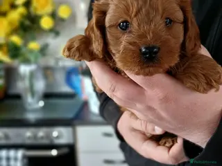 Cavapoo dogs Cavapoo Puppy Boy - Advert 5
