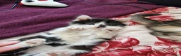 Mixed Breed cats for sale: 4 gorgeous kitten looking for their forever home - Advert 18