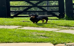 Miniature Dachshund dogs for sale: KC Reg, Health tested, miniature Dachsund Puppies - Image 25