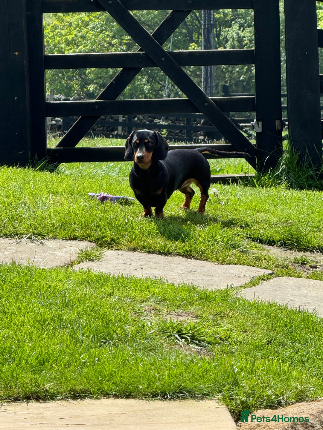 Miniature Dachshund dogs for sale: KC Reg, Health tested, miniature Dachsund Puppies - Image 25