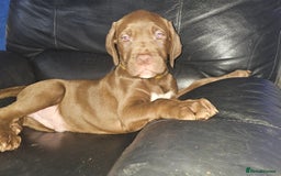 Mastiff dogs for sale: Mastiff Hybrids  - Image 37