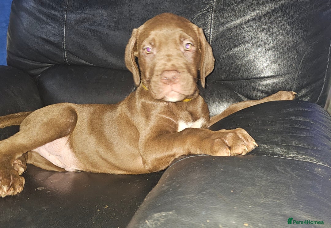 Mastiff dogs for sale: Mastiff Hybrids  - Image 37