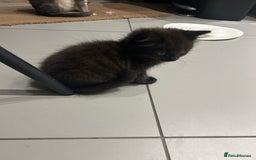 British Longhair cats for sale: Black/Brown boy kittens - Image 10