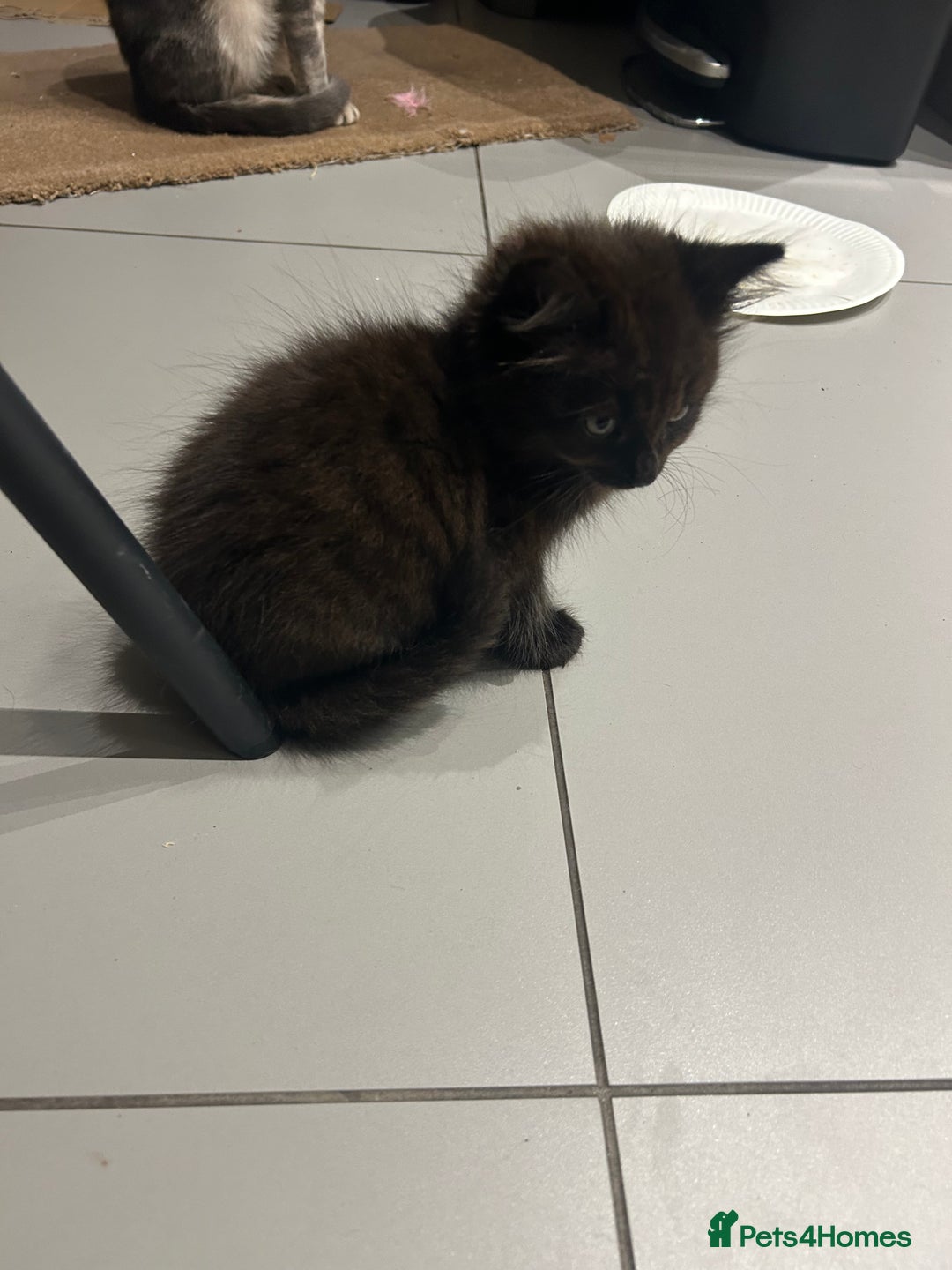 British Longhair cats for sale: Black/Brown boy kittens - Image 10
