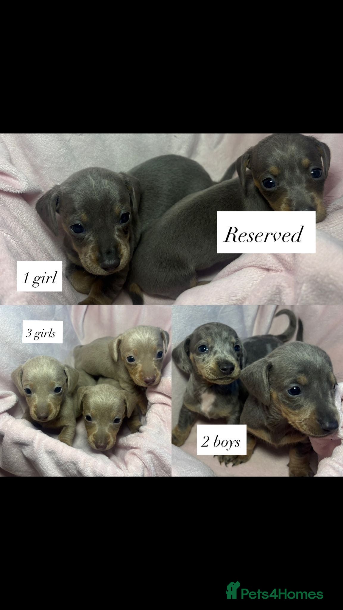 Dachshund dogs Dachshund Puppies for sale  - Advert 11
