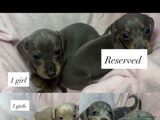 Dachshund dogs Dachshund Puppies for sale - Advert 11