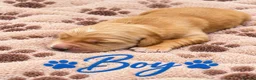 Golden Retriever dogs for sale: KC Dark Golden Retrievers 🧬Health Tested Parents - Advert 6