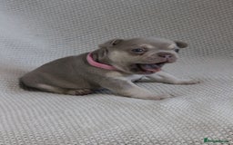 French Bulldog dogs for sale: Lilac and Tan, isabella, French bulldog puppies - Image 5
