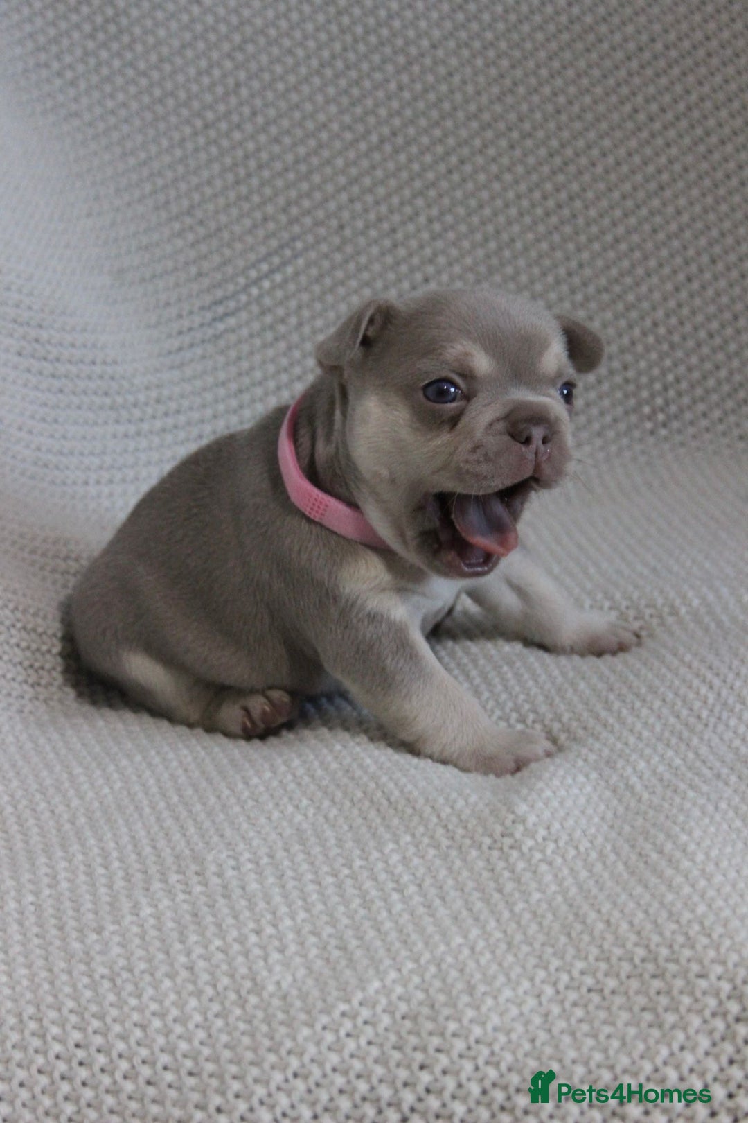 French Bulldog dogs for sale: Lilac and Tan, isabella, French bulldog puppies - Image 5