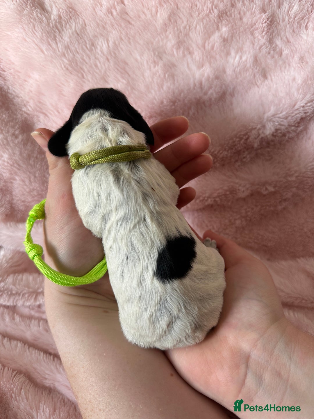 Cocker Spaniel dogs for sale: Cocker Spaniel Pups - Solid & Roan - Farlavale - Advert 12