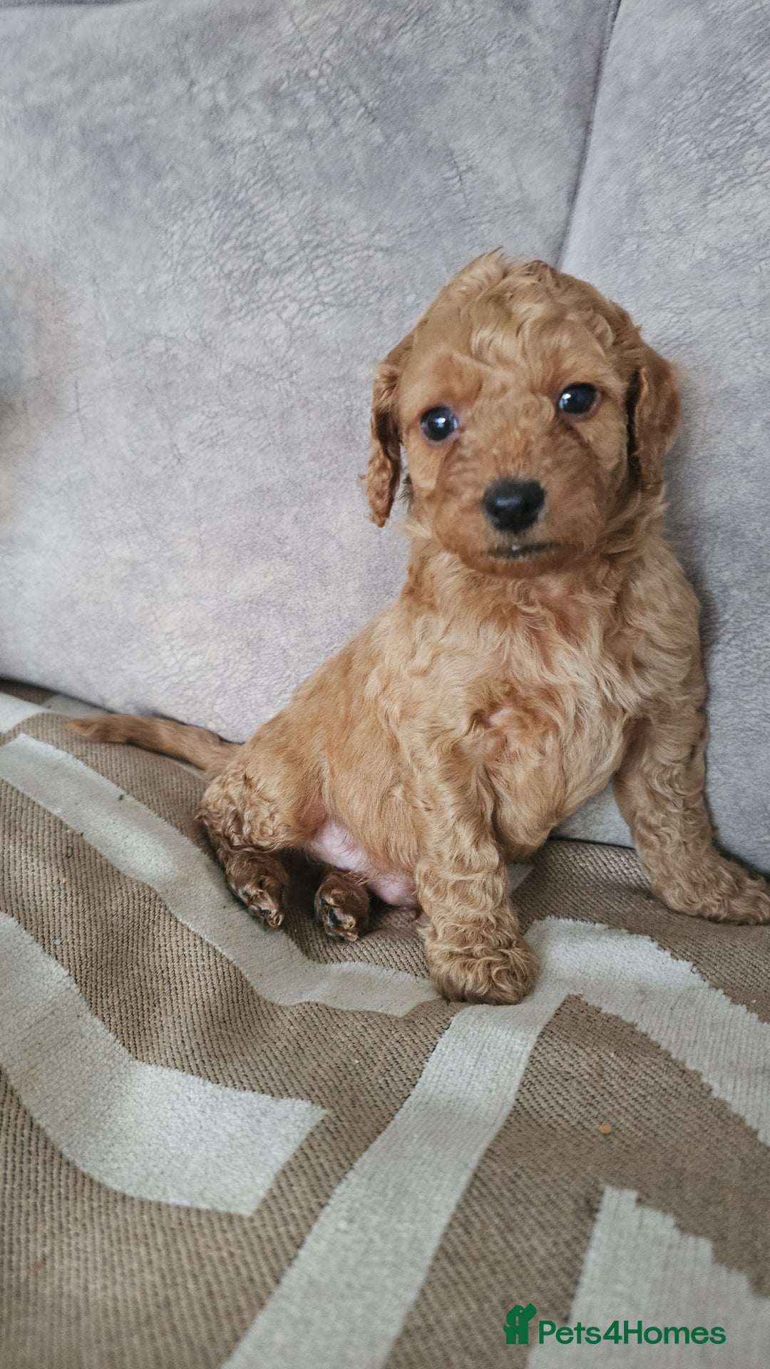 Cavapoo dogs for sale: Dashing Cavapoo Puppies  - Advert 3