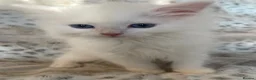 Siberian cats for sale: Siberian Pure Kittens Available  - Advert 11