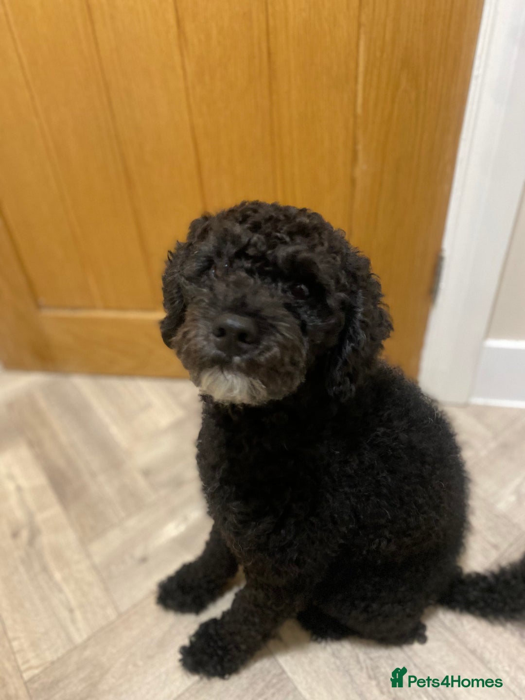 Mixed Breed dogs for sale: Beautiful 2yr old cockapoo x patterdale🐾 - Image 3