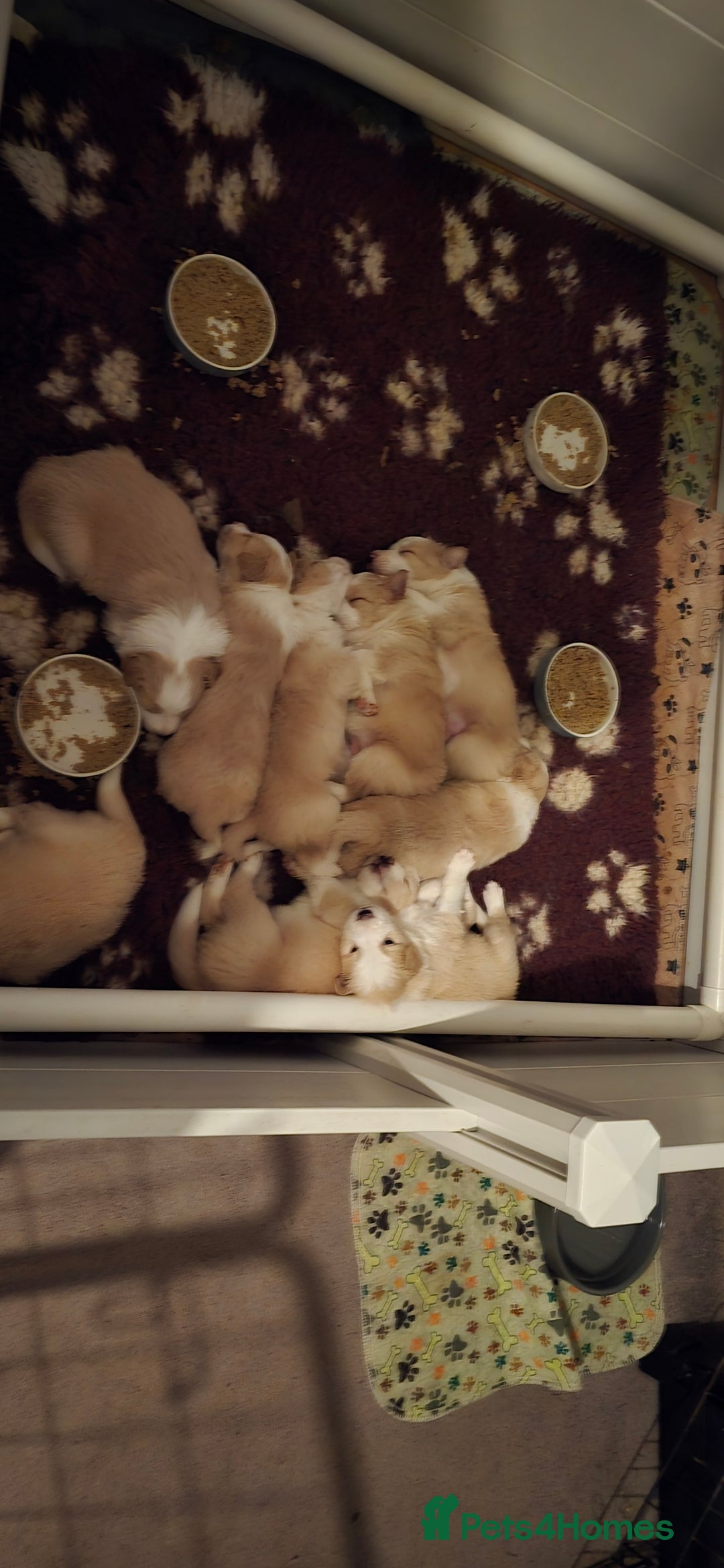 Border Collie dogs for sale: Beautiful EE-Red/Golden Long Haired Border Collies - Advert 3