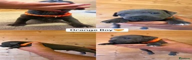Staffordshire Bull Terrier 5