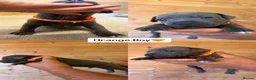 Staffordshire Bull Terrier dogs for sale:  Blue Staffordshire Bull Terrier Puppies Available - Advert 10