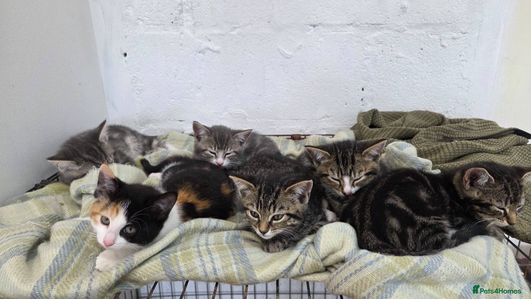 Mixed Breed cats Adorable mixed breed kittens for sale - Advert 1