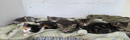 Mixed Breed cats for sale: Adorable mixed breed kittens for sale - Advert 1