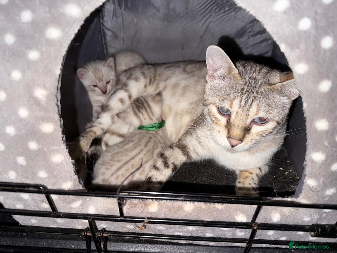 Bengal cats for sale: 2 snow lynx point boys - Tica available   - Image 1