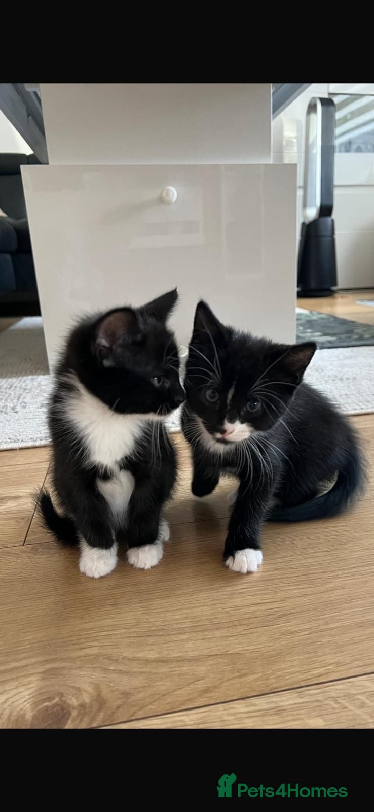 Mixed Breed cats Three adorable kittens looking for a loving home - Advert 1