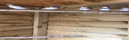 Finches birds for sale: Young zebra finches for sale - Advert 3