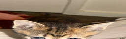Mixed Breed cats for sale: 5 mixed kittens for sale  in Wallasey - Advert 5