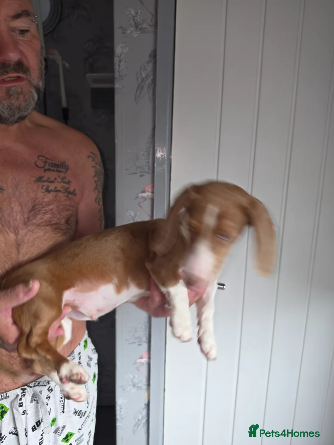 Dachshund dogs for sale: Dachshund  in Wigan - Advert 2