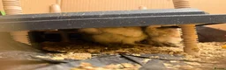 Chickens poultry for sale: Silkies chicken  - Advert 1