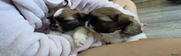 Shih Tzu dogs for sale: Adorable Pure Shih Tzu Puppies Ready 1st May 2026 - Advert 12