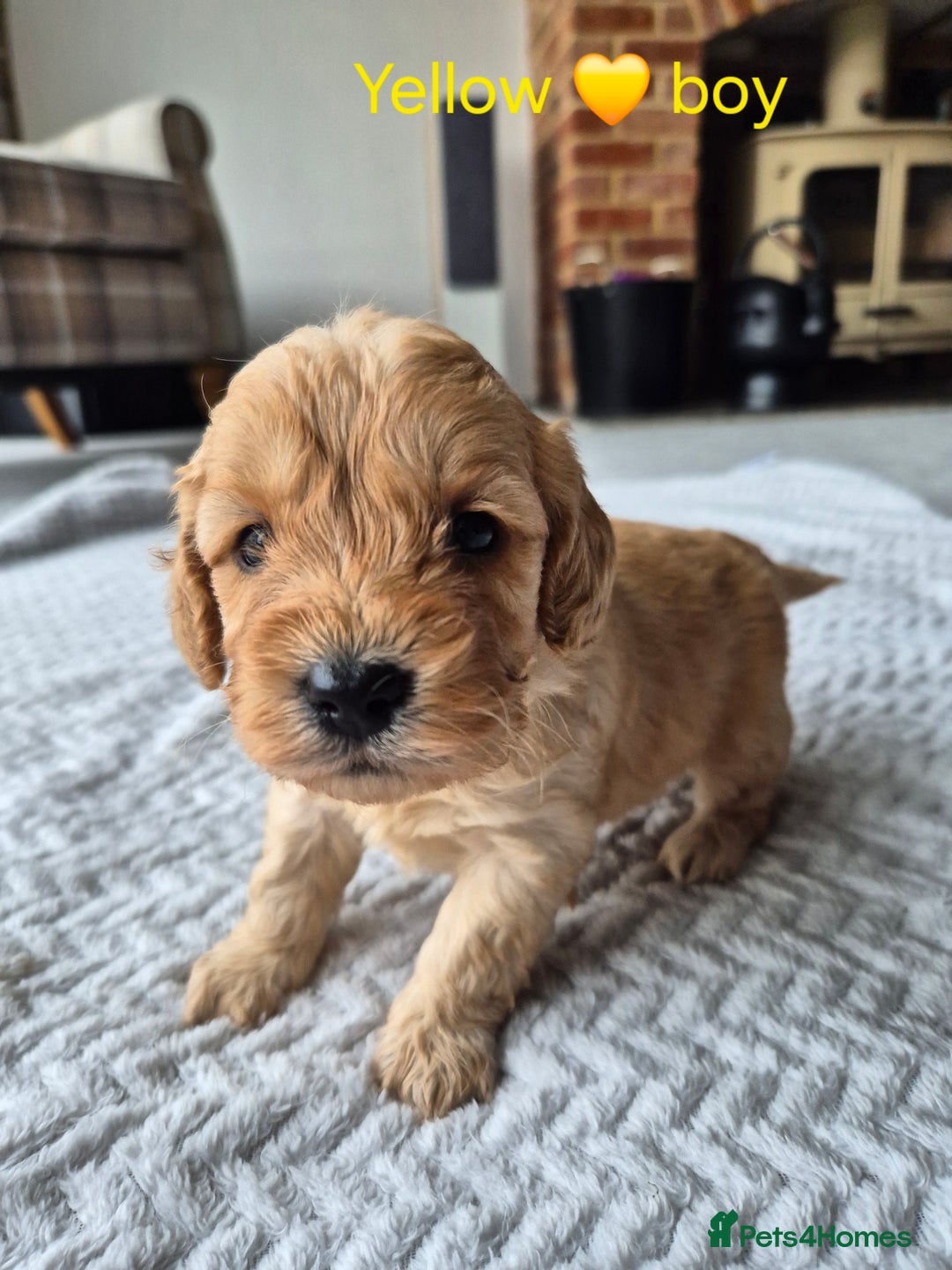 Cockapoo dogs for sale: Gorgeous F2b Cockapoos  - Image 9