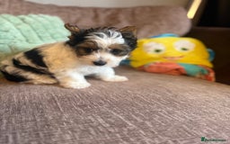 Biewer Terrier dogs for sale: 🐾Last Male Puppy Availavle- Meet Max!🐾 - Image 7