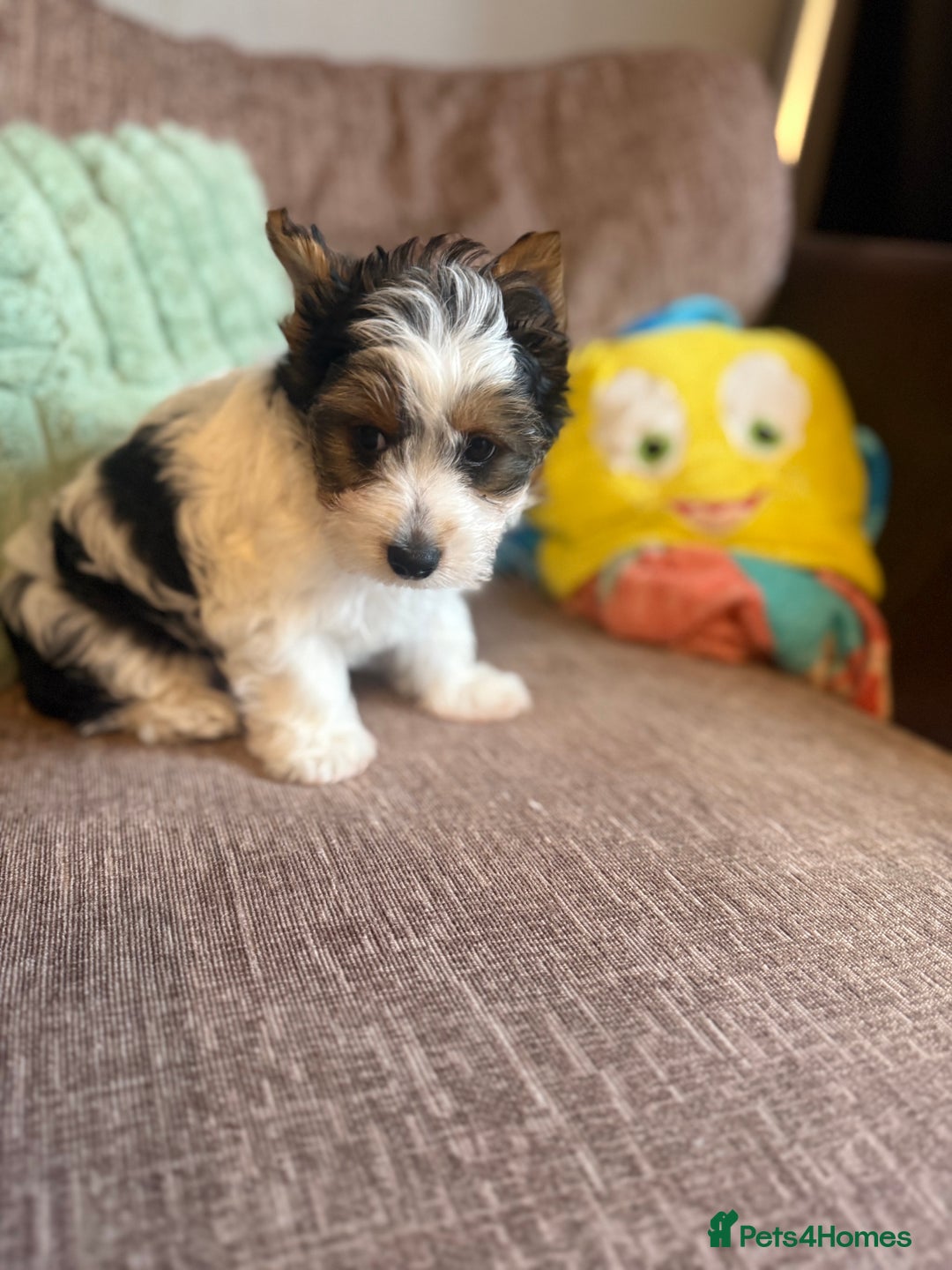 Biewer Terrier dogs for sale: 🐾Last Male Puppy Availavle- Meet Max!🐾 - Image 7