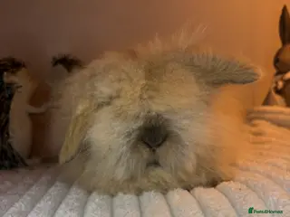 Mini Lion Lop rabbits Gorgeous Fluffy Double Mane mini lion lop bunny’s - Advert 2