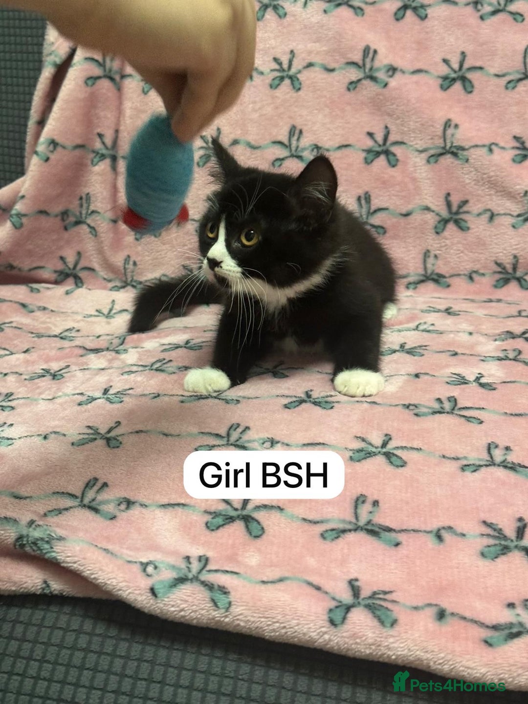 British Shorthair cats for sale: PURE BSH Girl kitten and BSH mix adorable boys - Advert 4