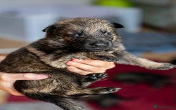German Shepherd dogs for sale: Exceptionally bred fully heath checked GSD puppies in Bishop Auckland - Image 8