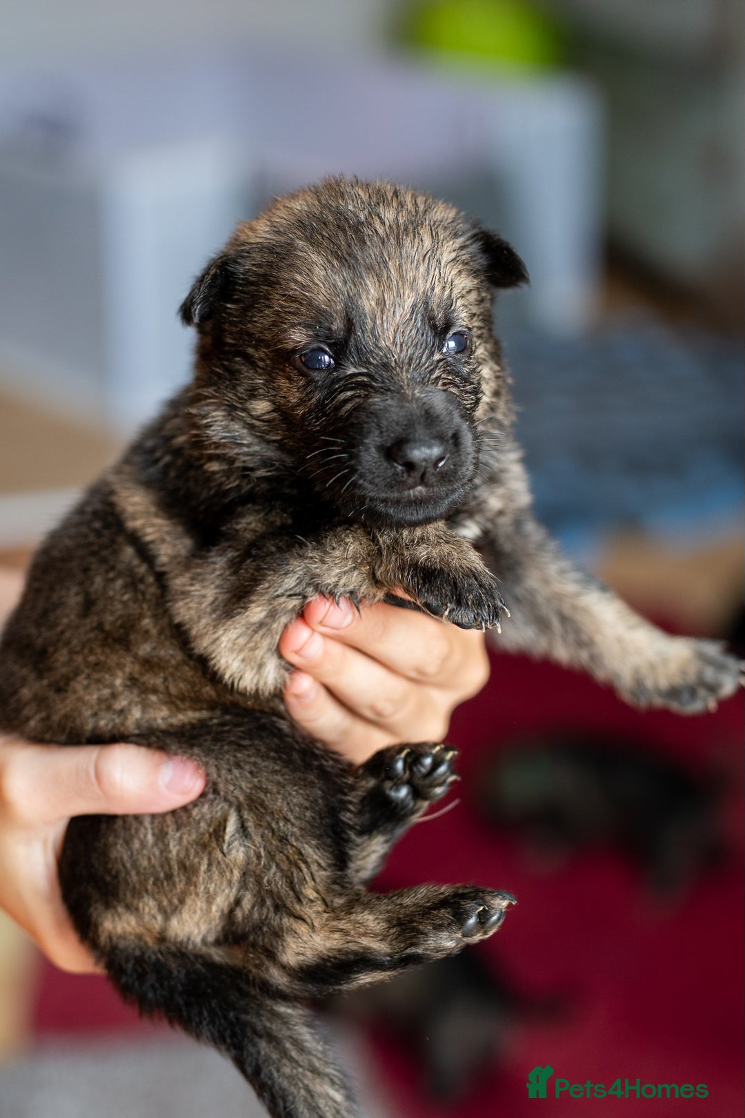 German Shepherd dogs for sale: Exceptionally bred fully heath checked GSD puppies in Bishop Auckland - Image 8