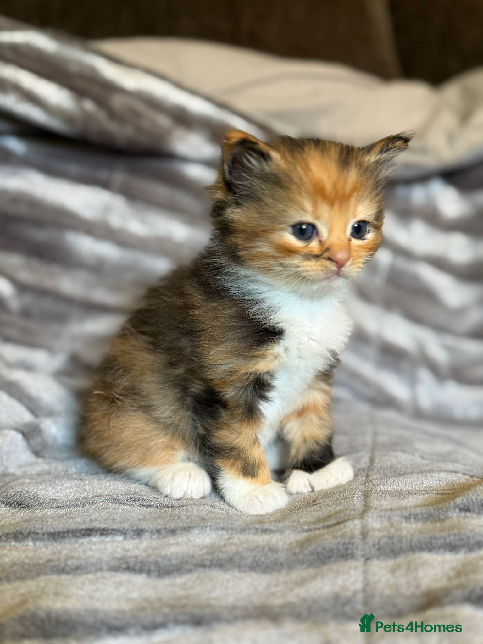 Maine Coon cats Maine×ragdoll - Advert 1