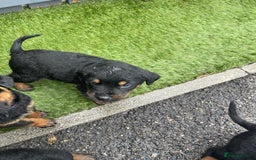 Rottweiler dogs for sale: Rotty/rottweiler puppies - Image 4