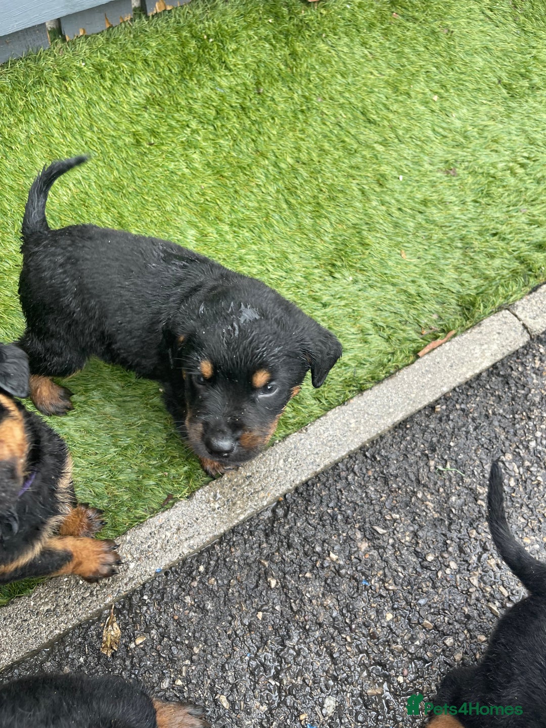Rottweiler dogs for sale: Rotty/rottweiler puppies - Image 4