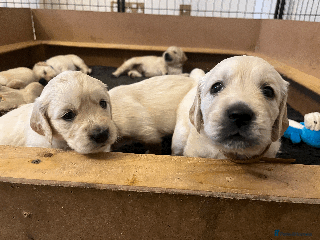 Golden Retriever dogs for sale - Advert 1