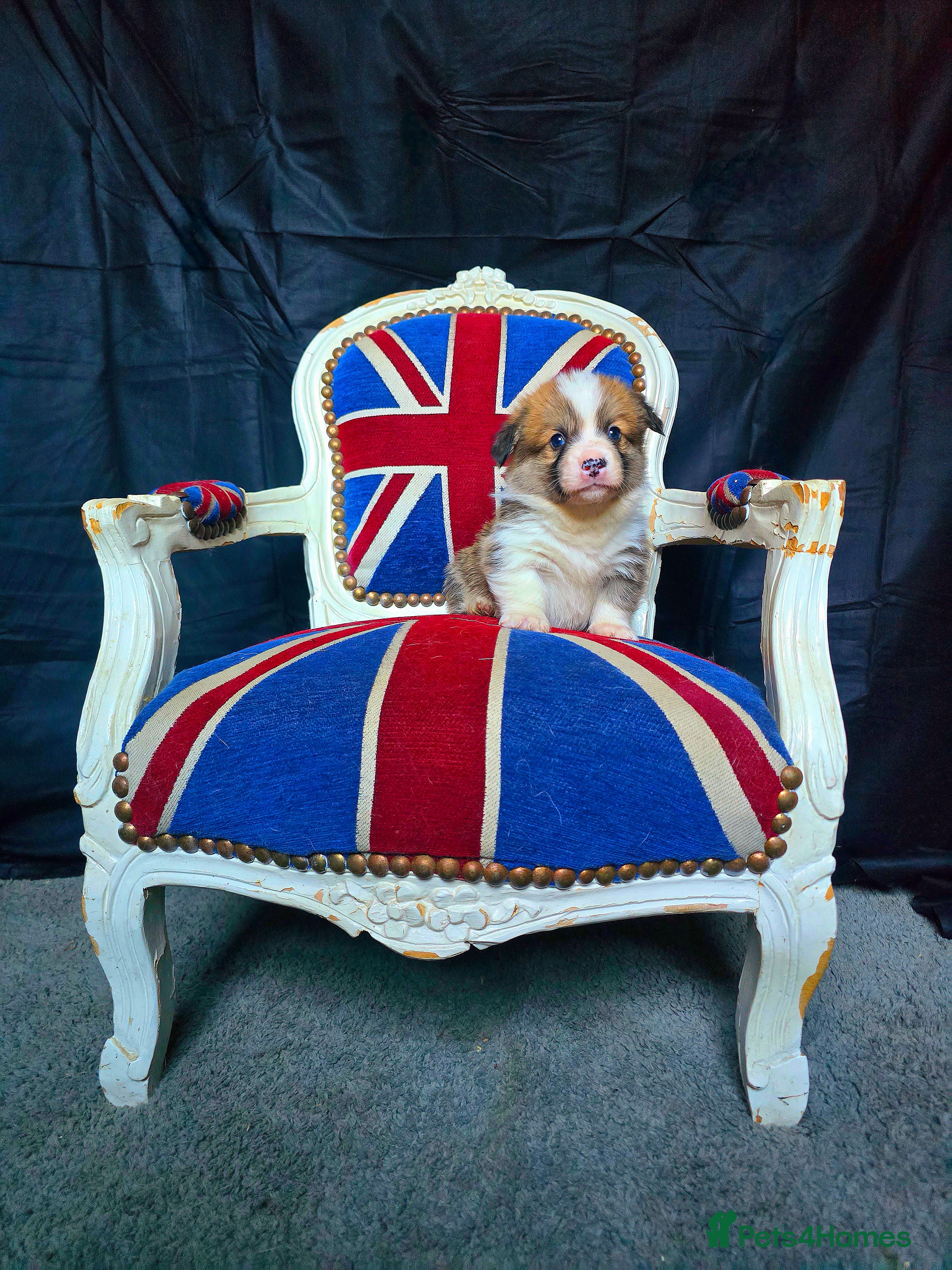 Welsh Corgi Pembroke dogs Outstanding Pembrokeshire Puppies - Advert 1