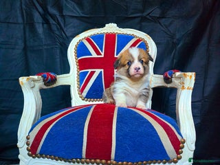 Welsh Corgi Pembroke dogs Outstanding Pembrokeshire Puppies - Advert 1