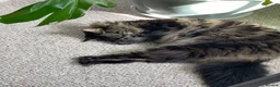 Mixed Breed cats for sale: Mowgli is looking for a new home  - Advert 2
