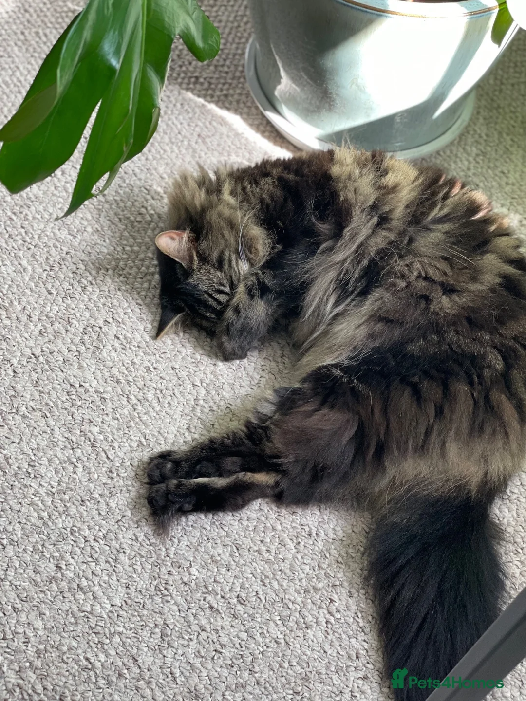 Mixed Breed cats for sale: Mowgli is looking for a new home  - Advert 2