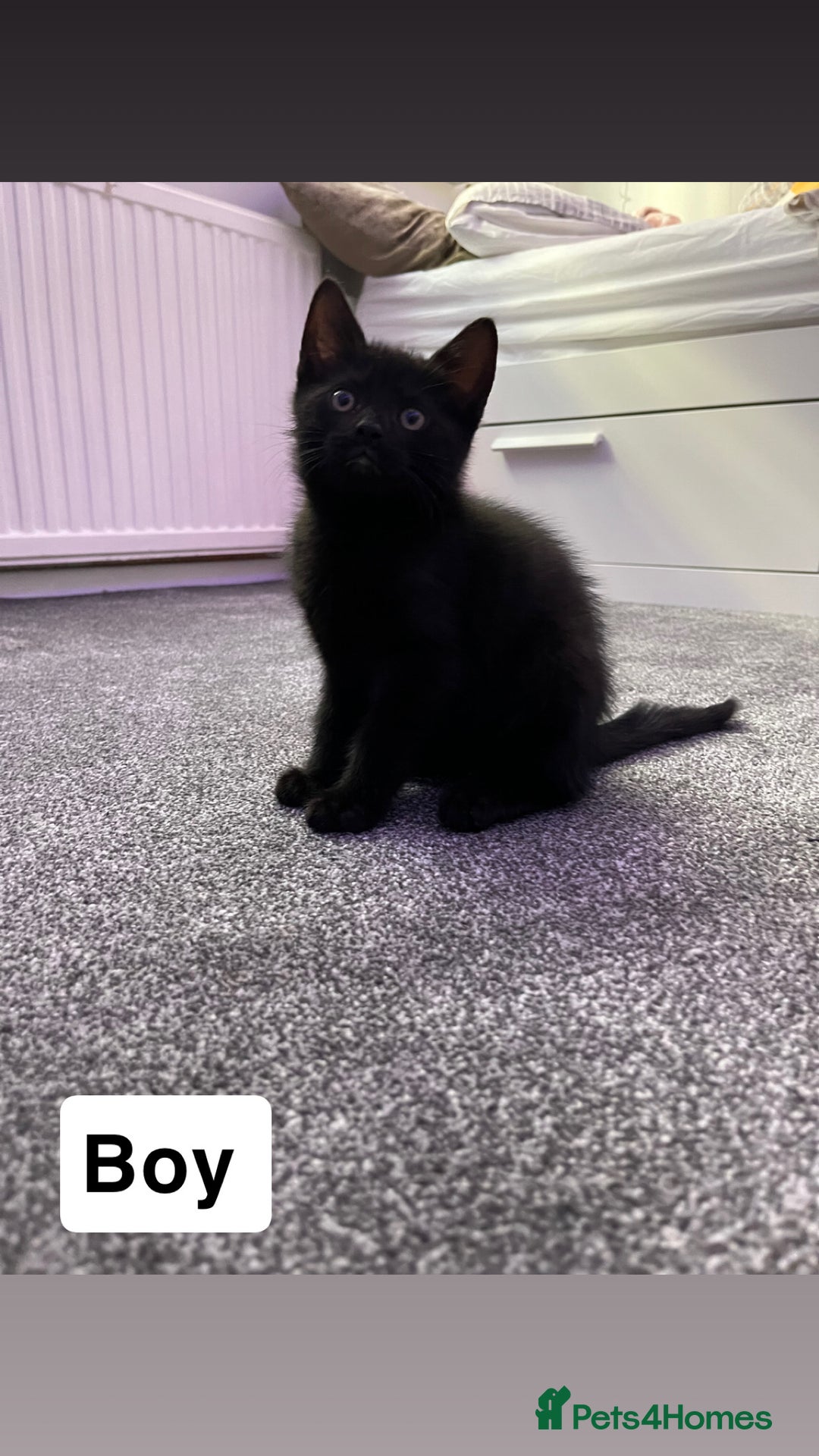 Mixed Breed cats for sale: 6 kittens for sale - Image 10